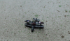 FB 26 Supermarine "Walrus I" dunkel bemalt (1 St.) GB 1936